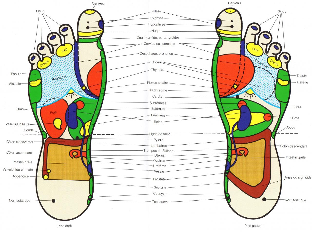 Reflexologie plantaire photos