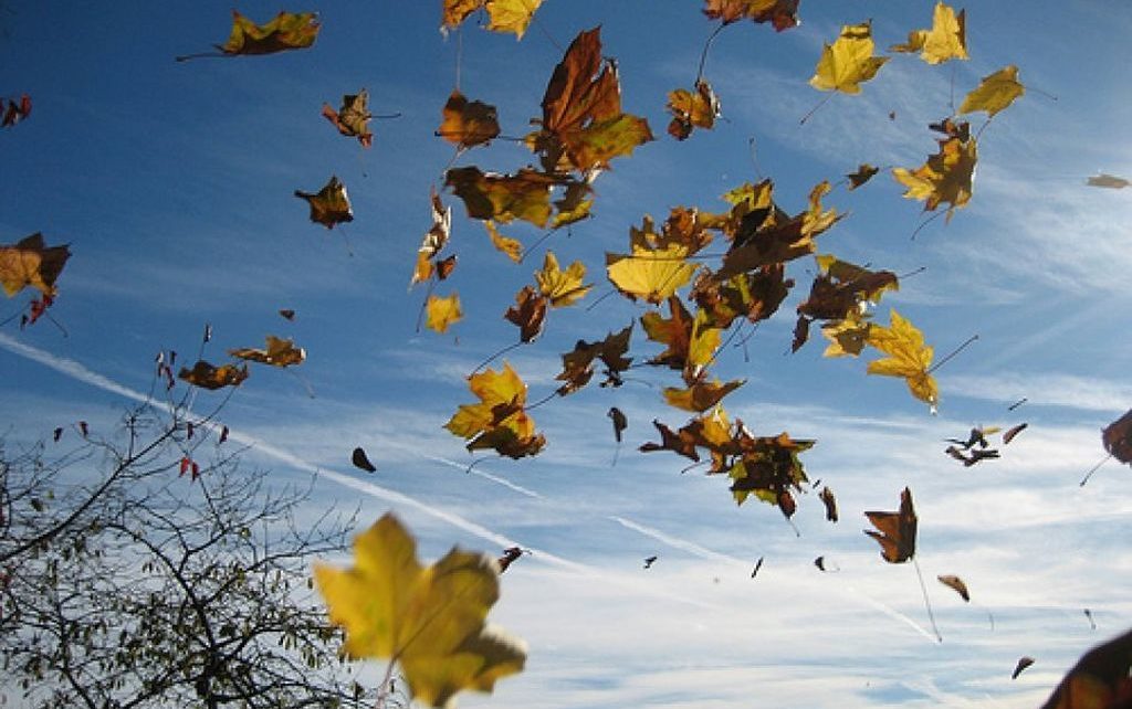 Symbolique du souffle : feuilles dans le vent