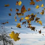 Symbolique du souffle : feuilles dans le vent